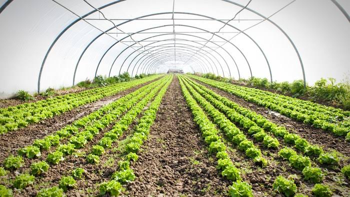 Organic Farmland